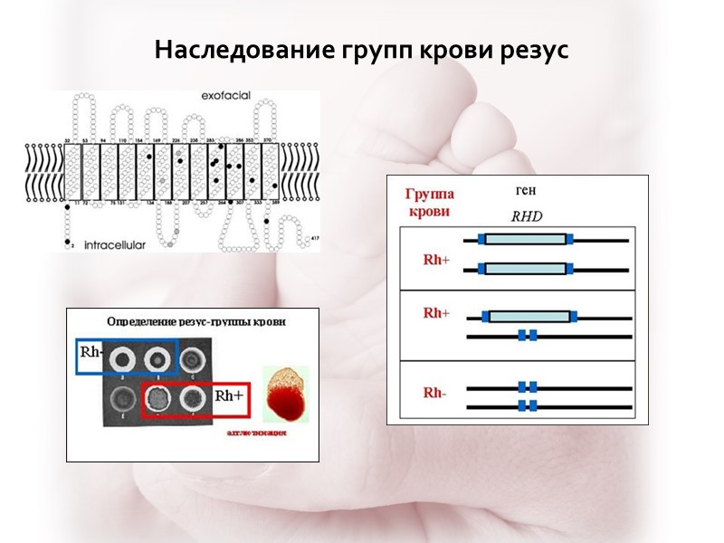 Наследование групп крови резус